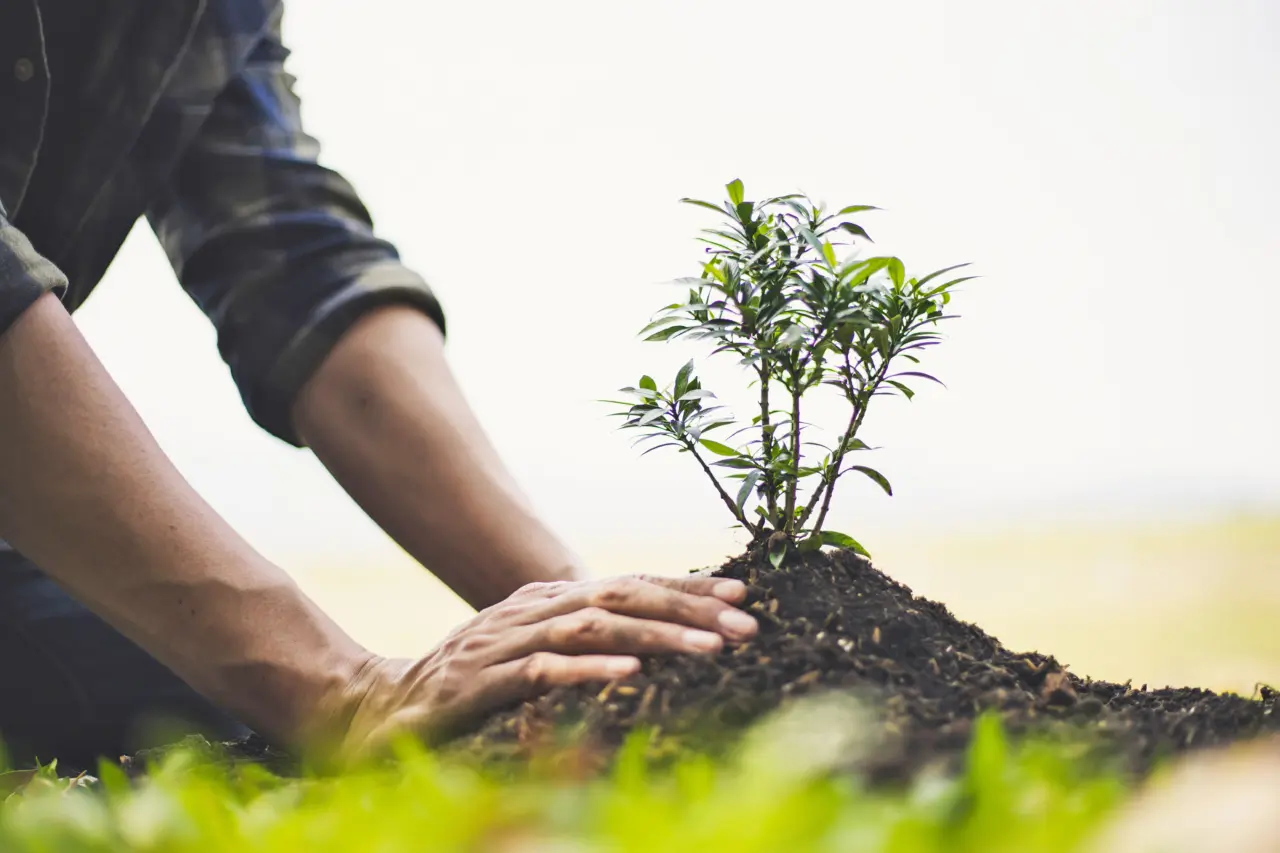 Reforestation and planting trees